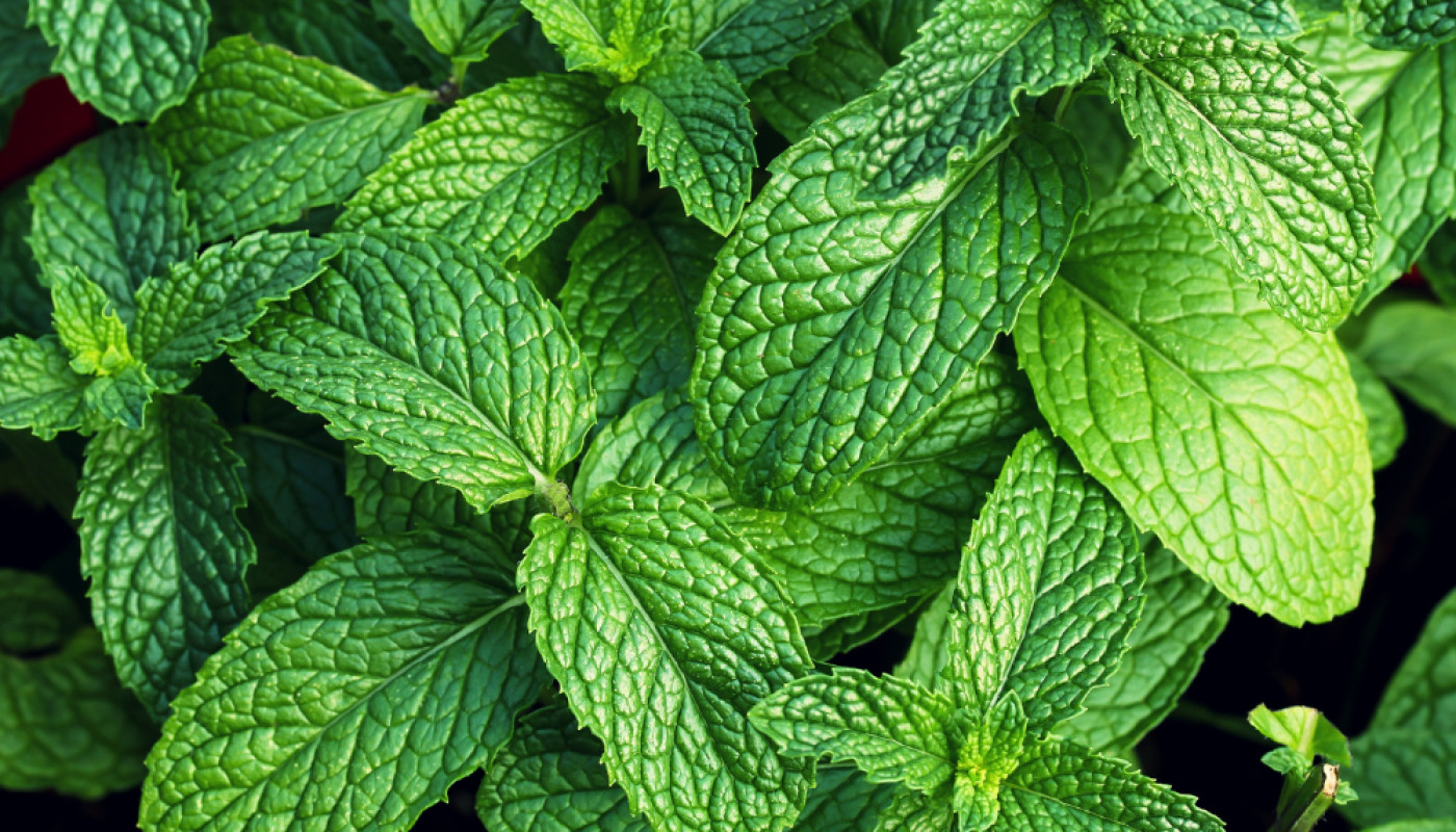 Quel est le meilleur alcool à la menthe à déguster en printemps ?